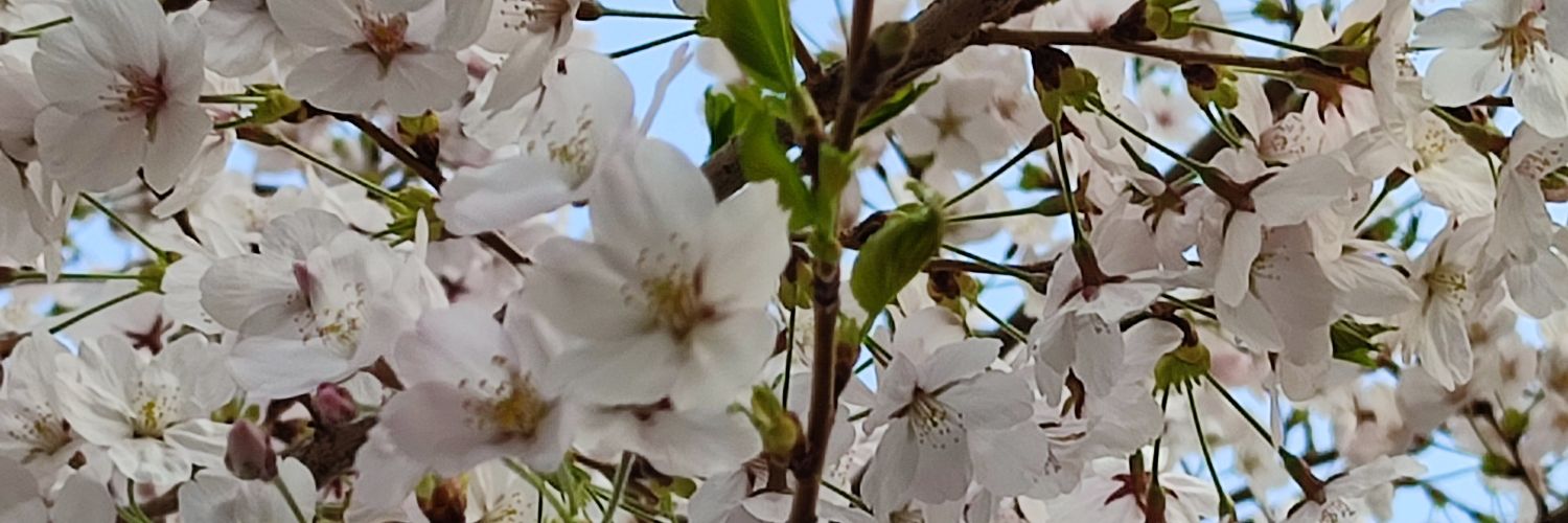 SewBackLove13's profile banner image