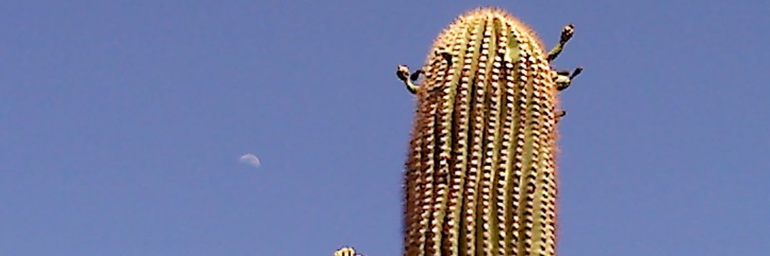 GilShuga's profile banner image