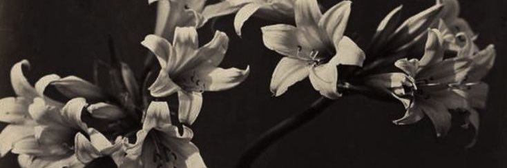 𝒱.'s banner