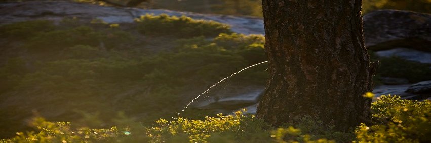 Jasper Waale banner