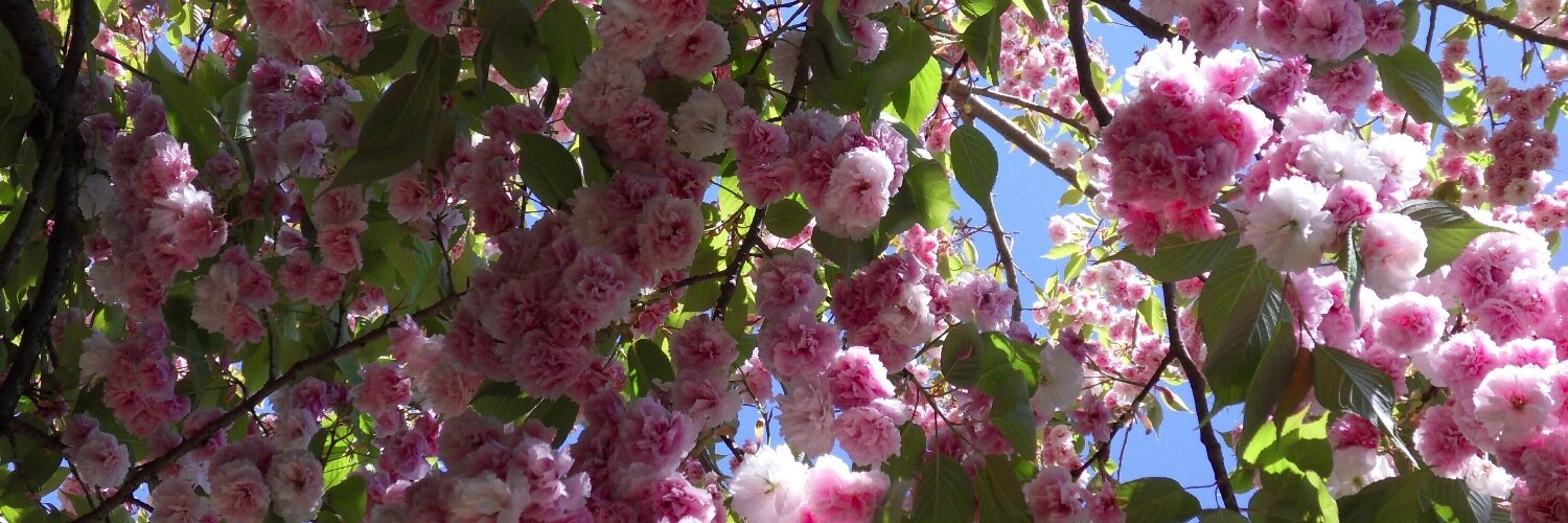 F31francoise's profile banner image