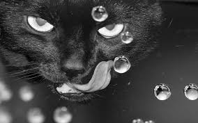 Cat1eye's profile banner image