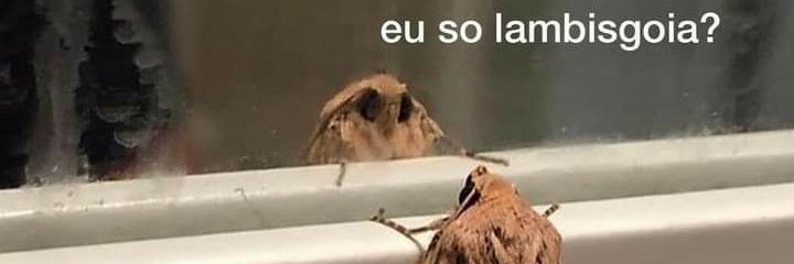 Leonardo 🪩 banner