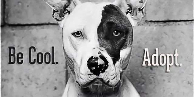 People4PitBulls's profile banner image
