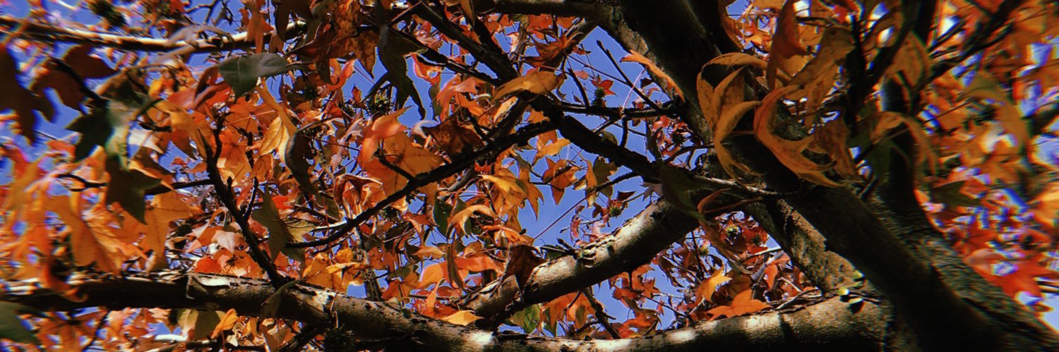 carozamprogno's profile banner image