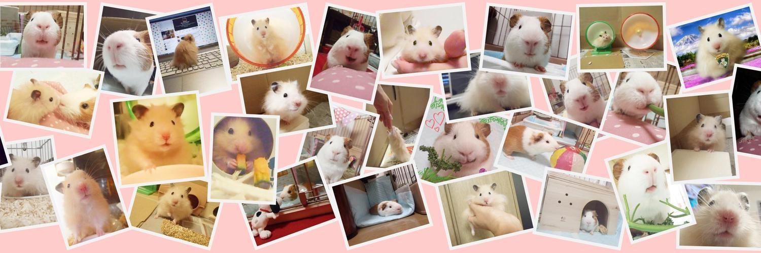 Oimo the guinea pig banner