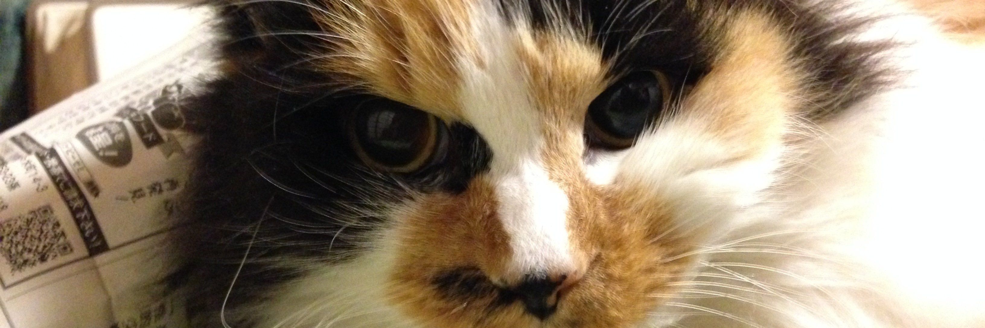 hakoneko's profile banner image