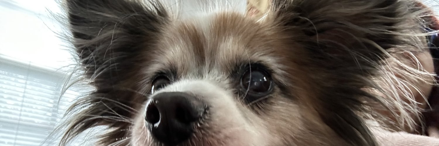 Lorrainemeade's profile banner image