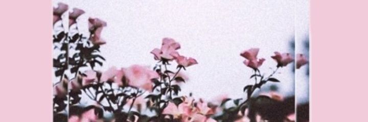 dindalaresa3's profile banner image