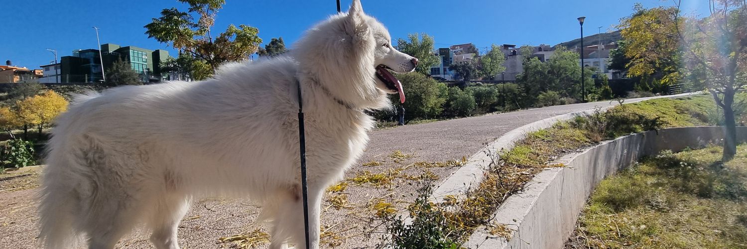 Alan Carrillo banner