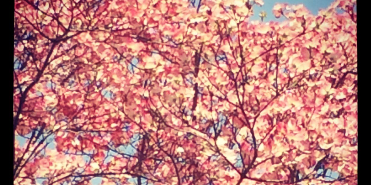 Lucyappert's profile banner image