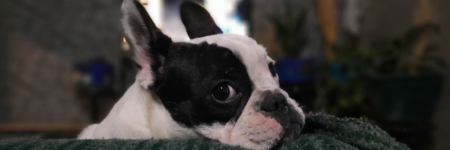 antonella🫐 banner