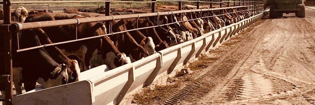 Feedlot Argentina banner