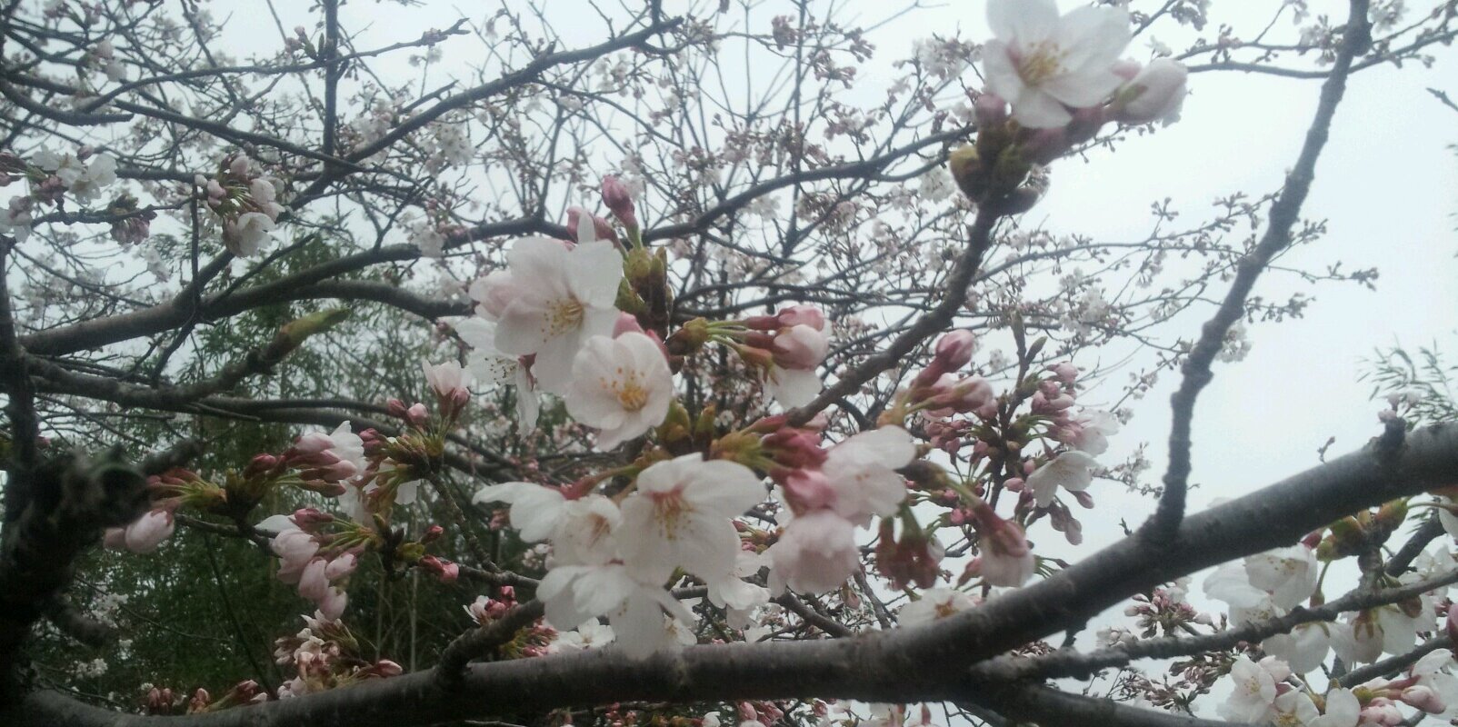 yuki729x's profile banner image