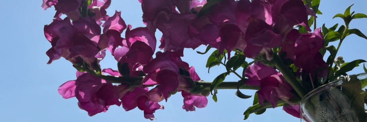 anzuu666's profile banner image