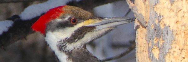 ElzevirZe Profile Banner