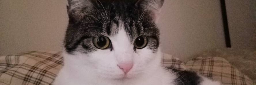 腸が弱い🐈🦖's banner