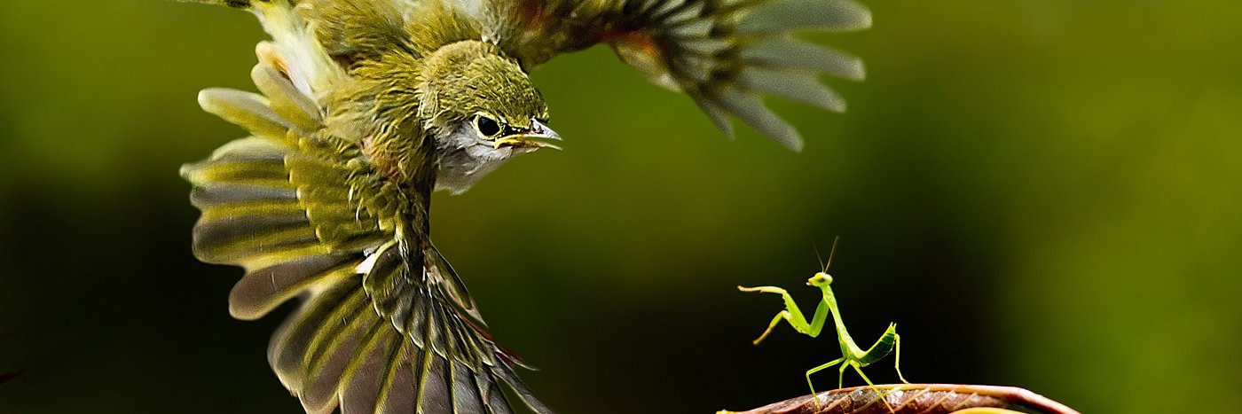 RocioMantis's profile banner image