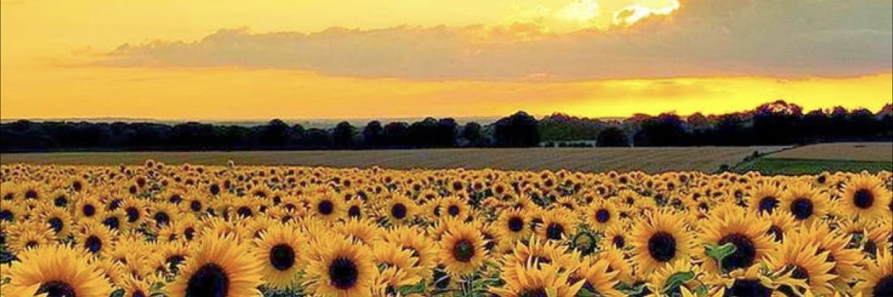 saara_pelaez's profile banner image