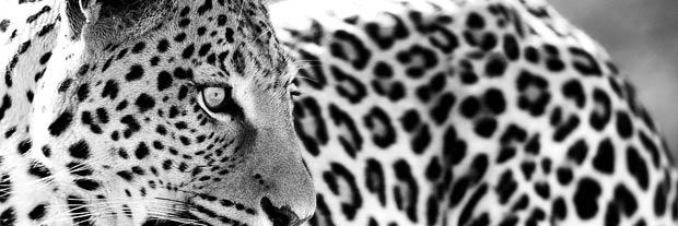 Dimepeluka's profile banner image