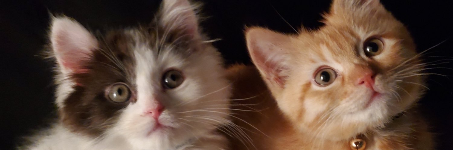 Masako Le-Maciukiewicz MD, MSc banner