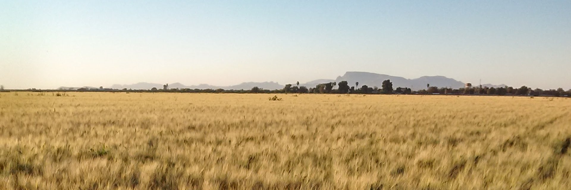 Guillermo Luis Arellano-Wattenbarger banner
