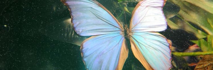 ✿ ✿ ✿ banner