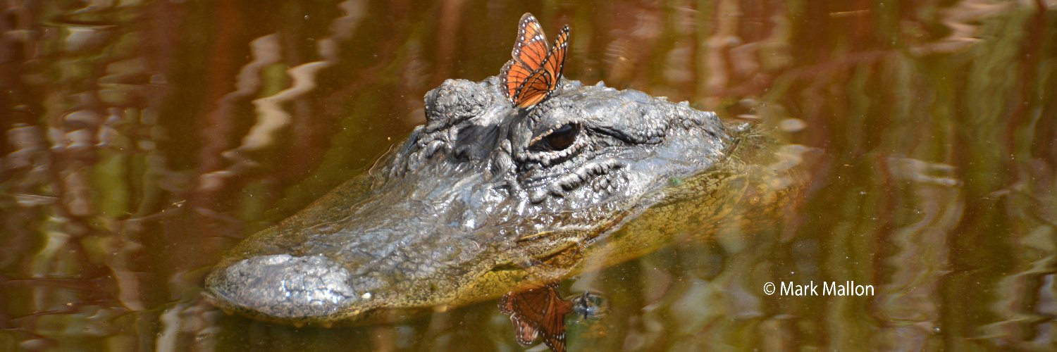 Mark Mallon 🏴‍☠️ banner