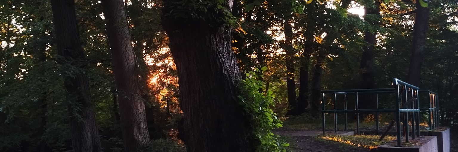__wikcia_'s profile banner image