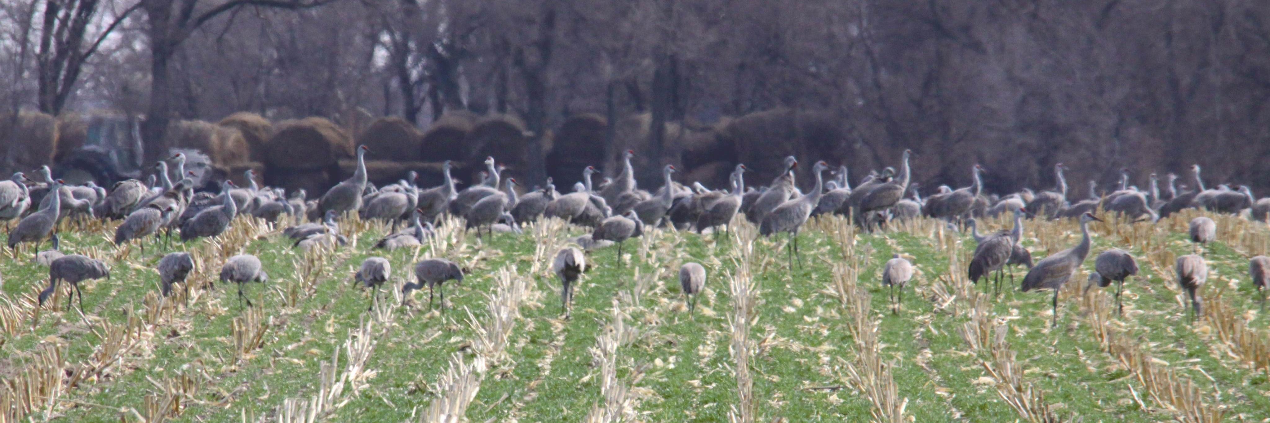 Dr. Andrea Basche banner
