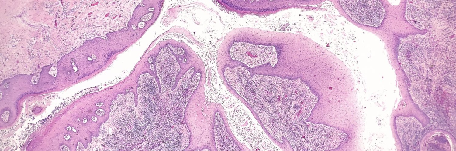 WhitleyLab17's profile banner image