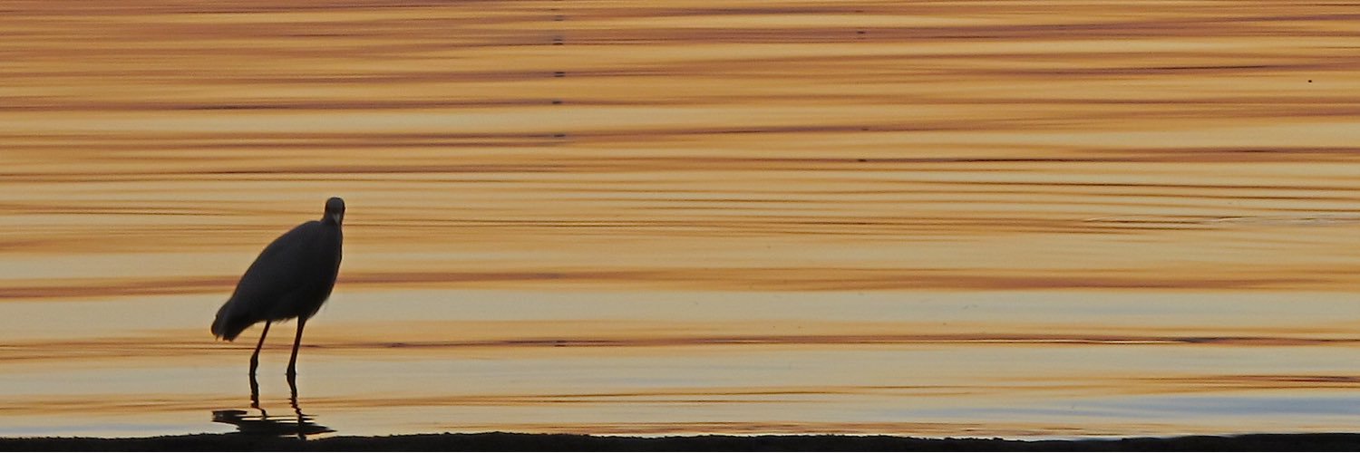 Amanda da Silveira banner