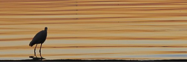 aamanda Profile Banner