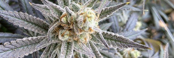 Baca2x Profile Banner