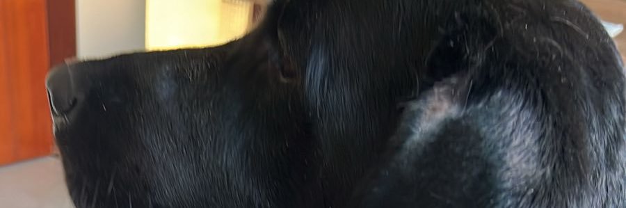 athalyasouz's profile banner image