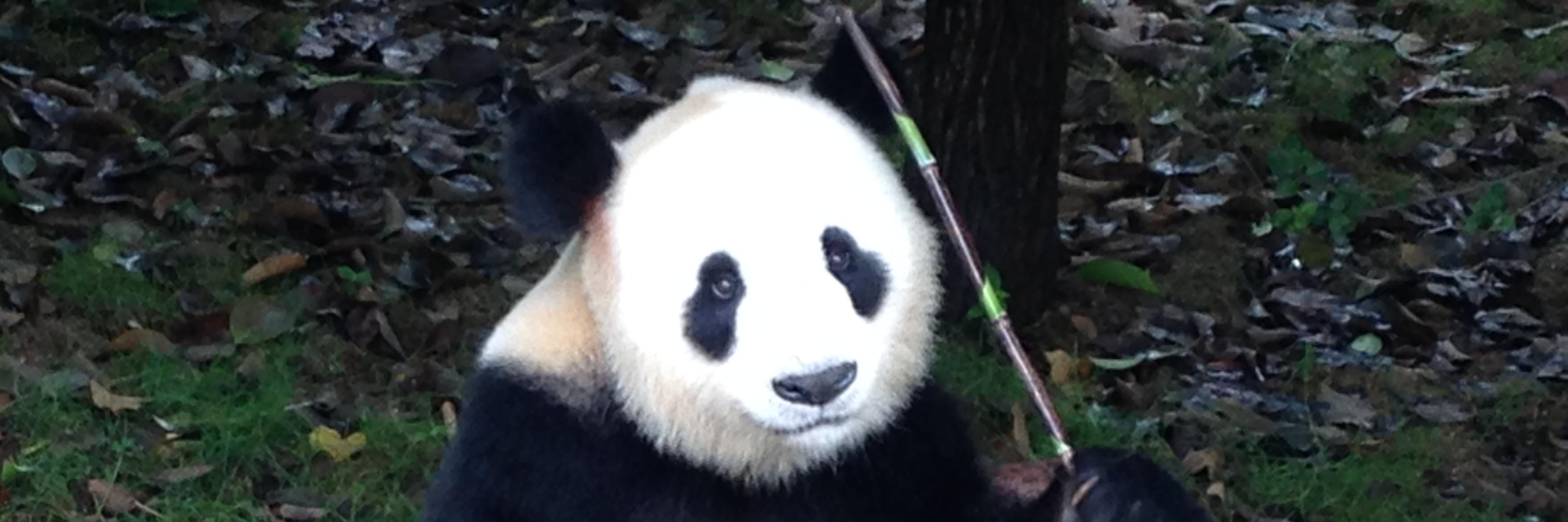 Patrick Bailey banner