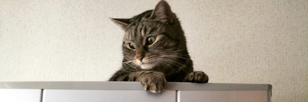 SilverHaxt Profile Banner