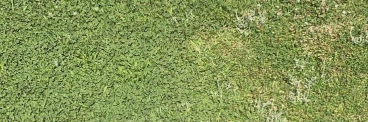 kale banner