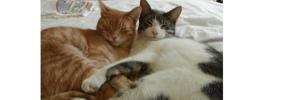 Sarah Steiner banner