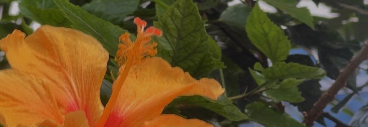 pingabss's profile banner image