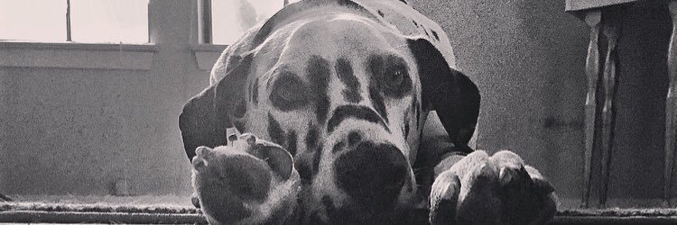 shelbierosee's profile banner image