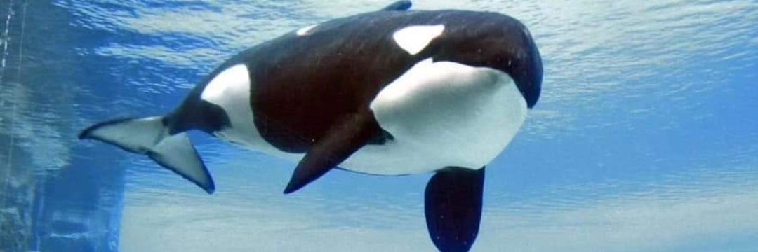 } Fr33dym For Cetaceans 🌊🌊🌊 banner