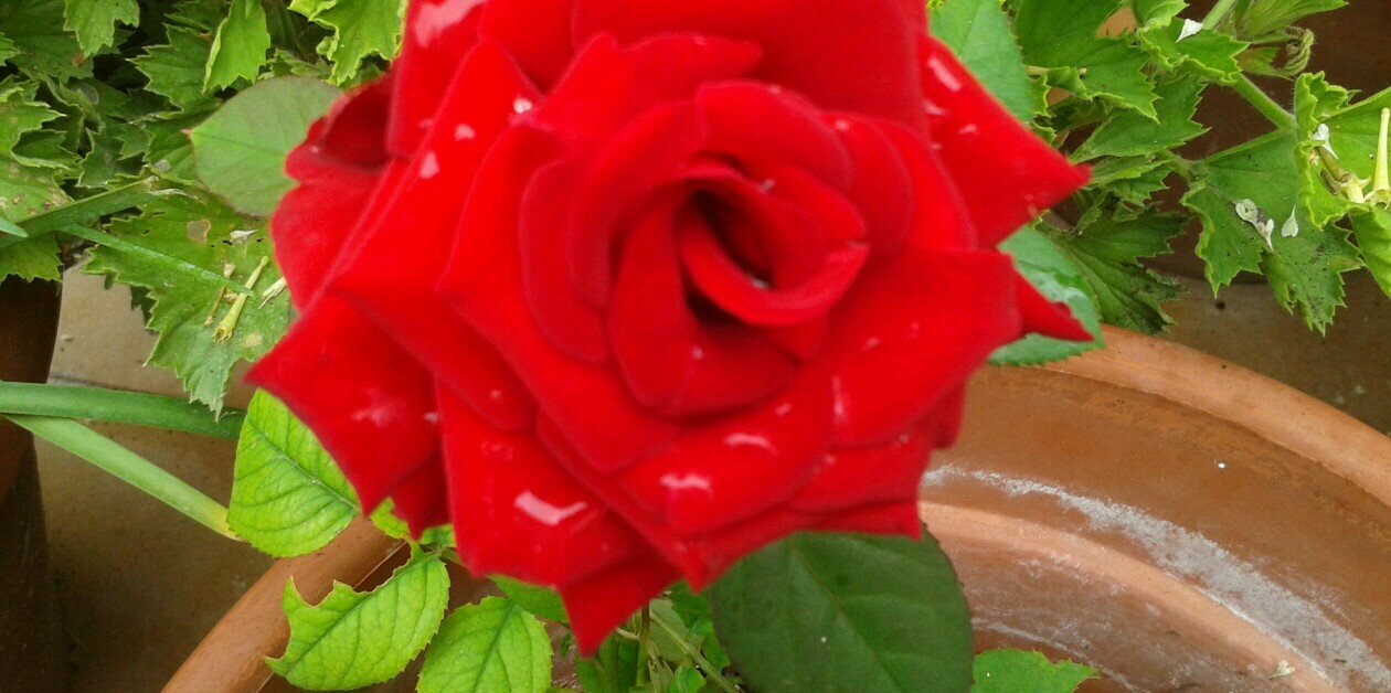 spanglish rose banner