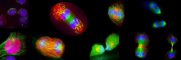 openmicroscopy Profile Banner