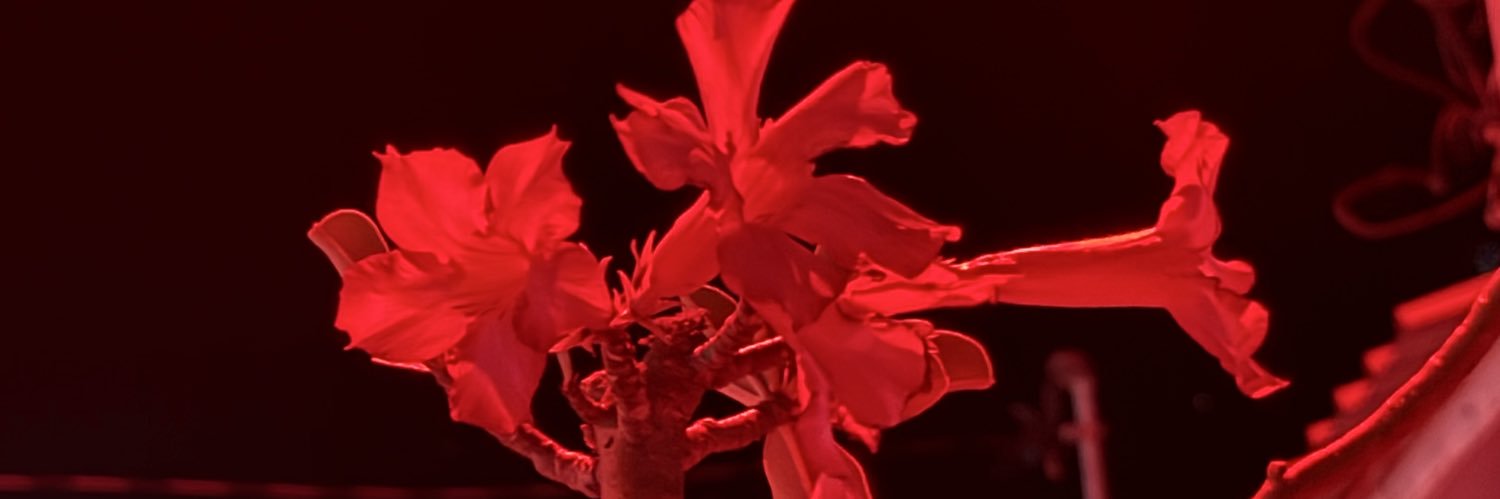 libriaaana's profile banner image