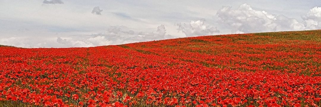 GreenRemember's profile banner image