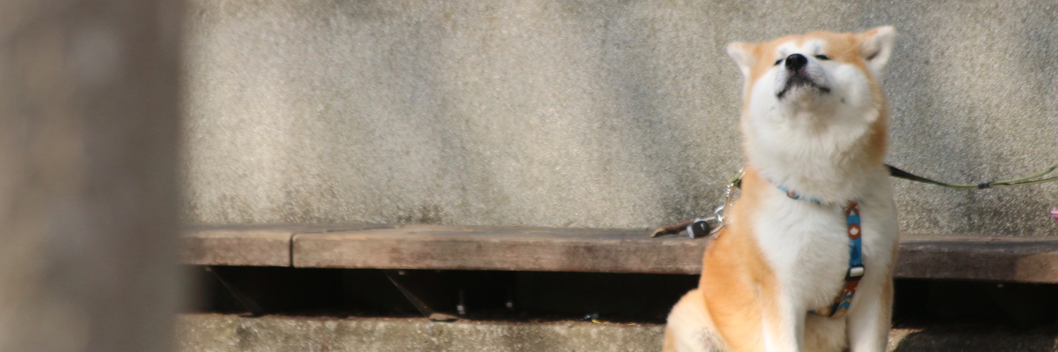 hontaponta's profile banner image
