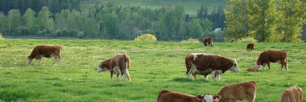 BCBeef Profile Banner