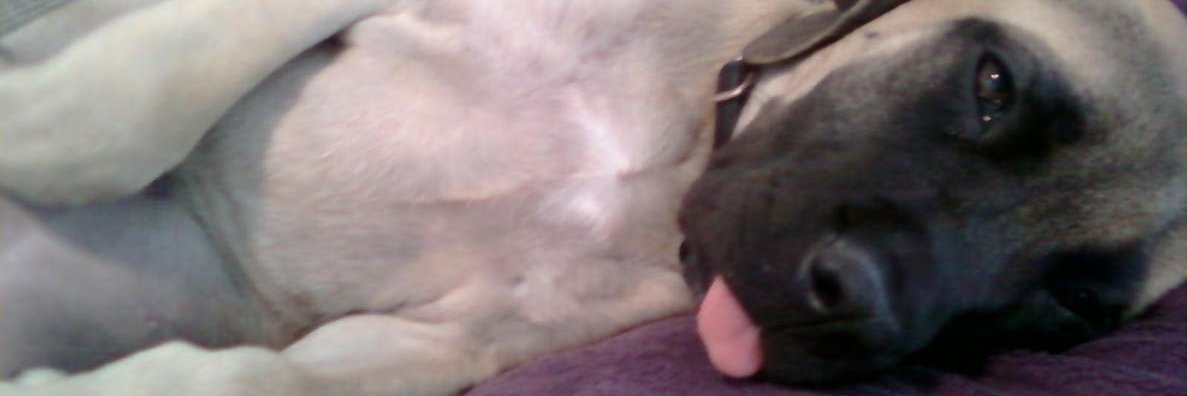 rObeRt | OUT-ELONED ELON banner