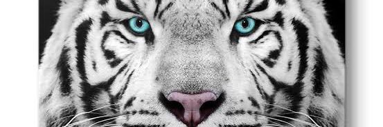 Gosgosoglu's profile banner image
